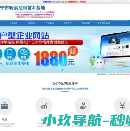 山东法桐